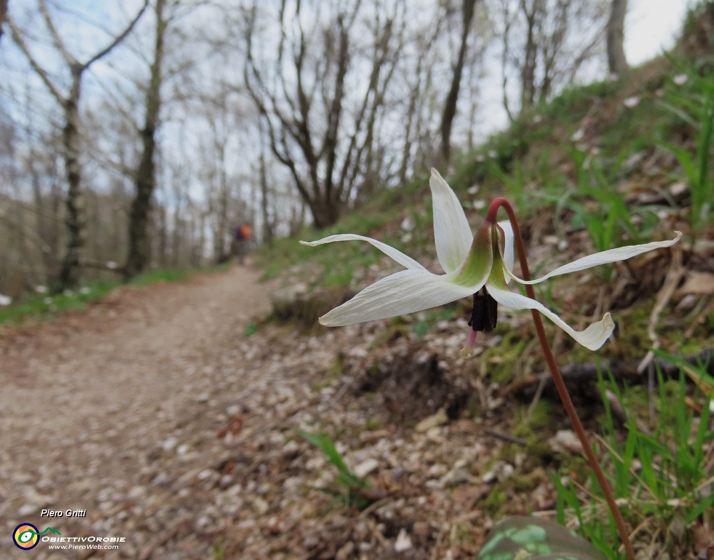 46 Erithronium dens canis - Dente di cane.JPG